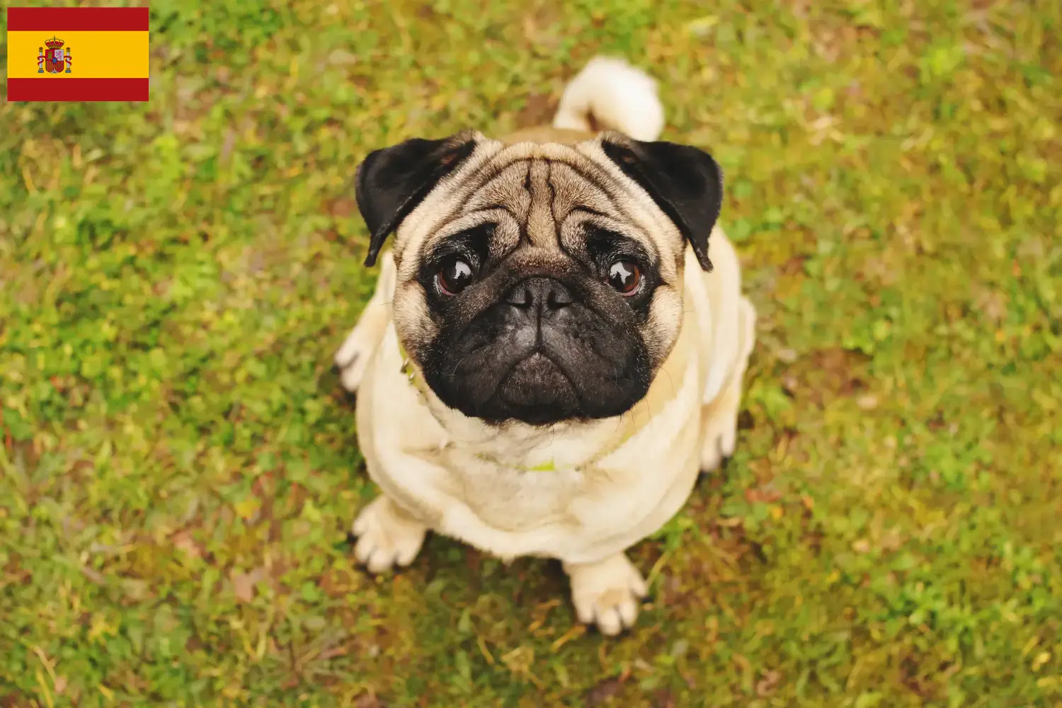 Chiots et éleveurs de Carlotta Espagne Ici, tu peux trouver des éleveurs de carlins en Espagne.