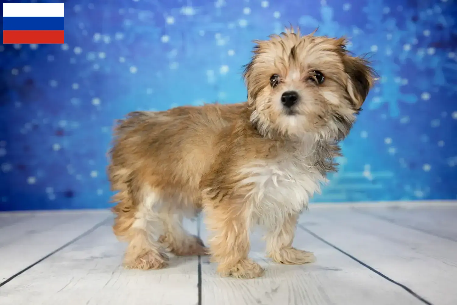 Morkie chiots et éleveurs Russie Ici, tu peux trouver des éleveurs de Morkies en Russie.