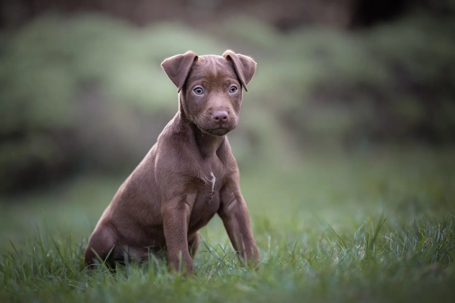 Acheter un chiot Patterdale Terrier, c'est prendre ses responsabilités ! Acheter des chiots Patterdale Terrier.