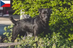 Lire la suite à propos de l’article Éleveurs de Patterdale Terrier et chiots en République tchèque
