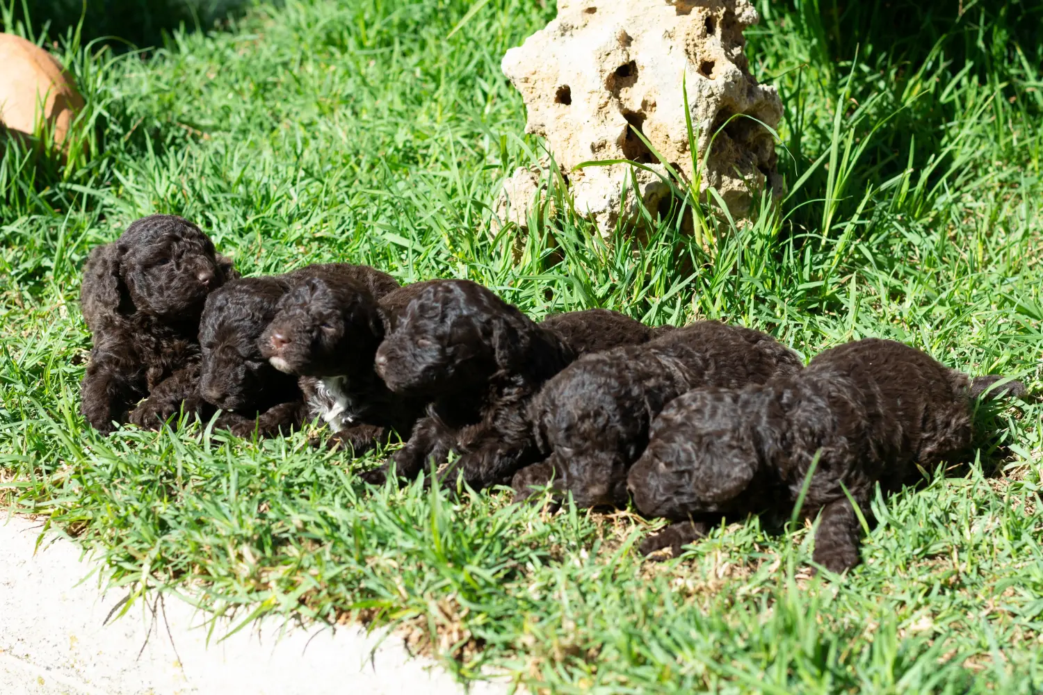 Acheter un chiot Perro de Agua Español, c'est prendre ses responsabilités ! Acheter des chiots Perro de Agua Español.