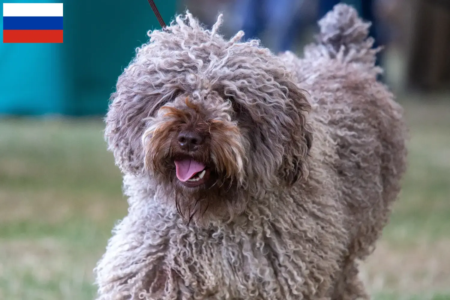 Perro de Agua Español chiots et éleveurs Russie Ici, tu peux trouver des éleveurs de Perro de Agua Españols en Russie.