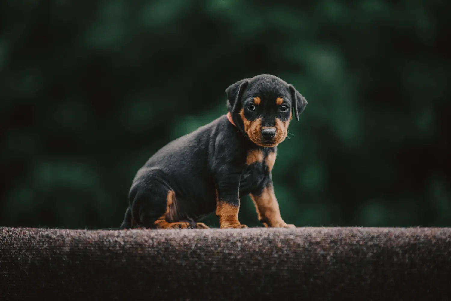Acheter un chiot Pinscher allemand, c'est prendre ses responsabilités ! Acheter un chiot Pinscher allemand.