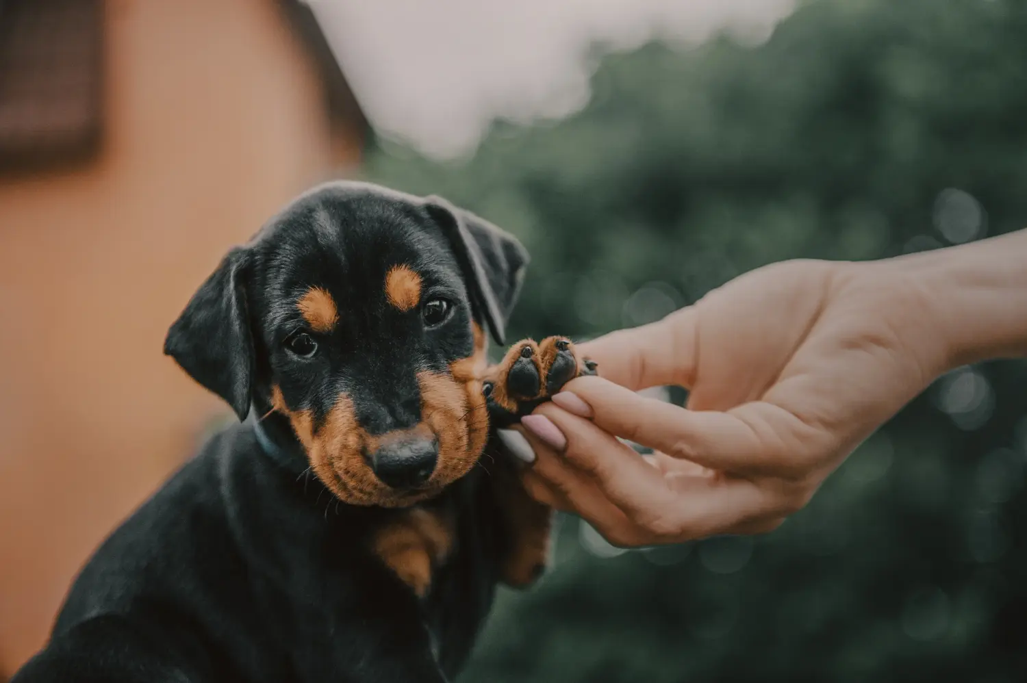 Acheter un chiot Pinscher allemand, c'est prendre ses responsabilités ! Acheter un chiot Pinscher allemand.