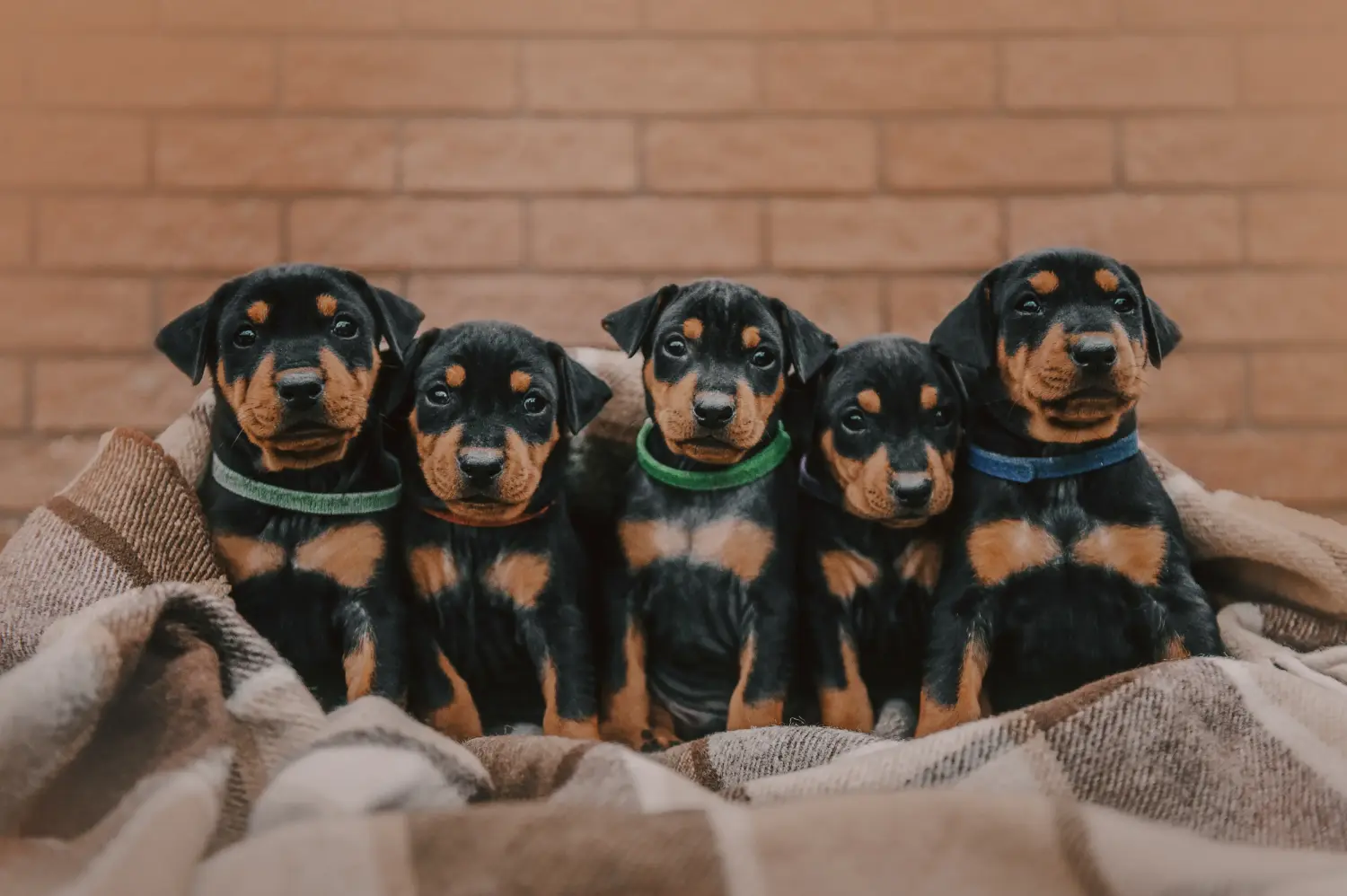 Acheter un chiot Pinscher allemand, c'est prendre ses responsabilités ! Acheter un chiot Pinscher allemand.
