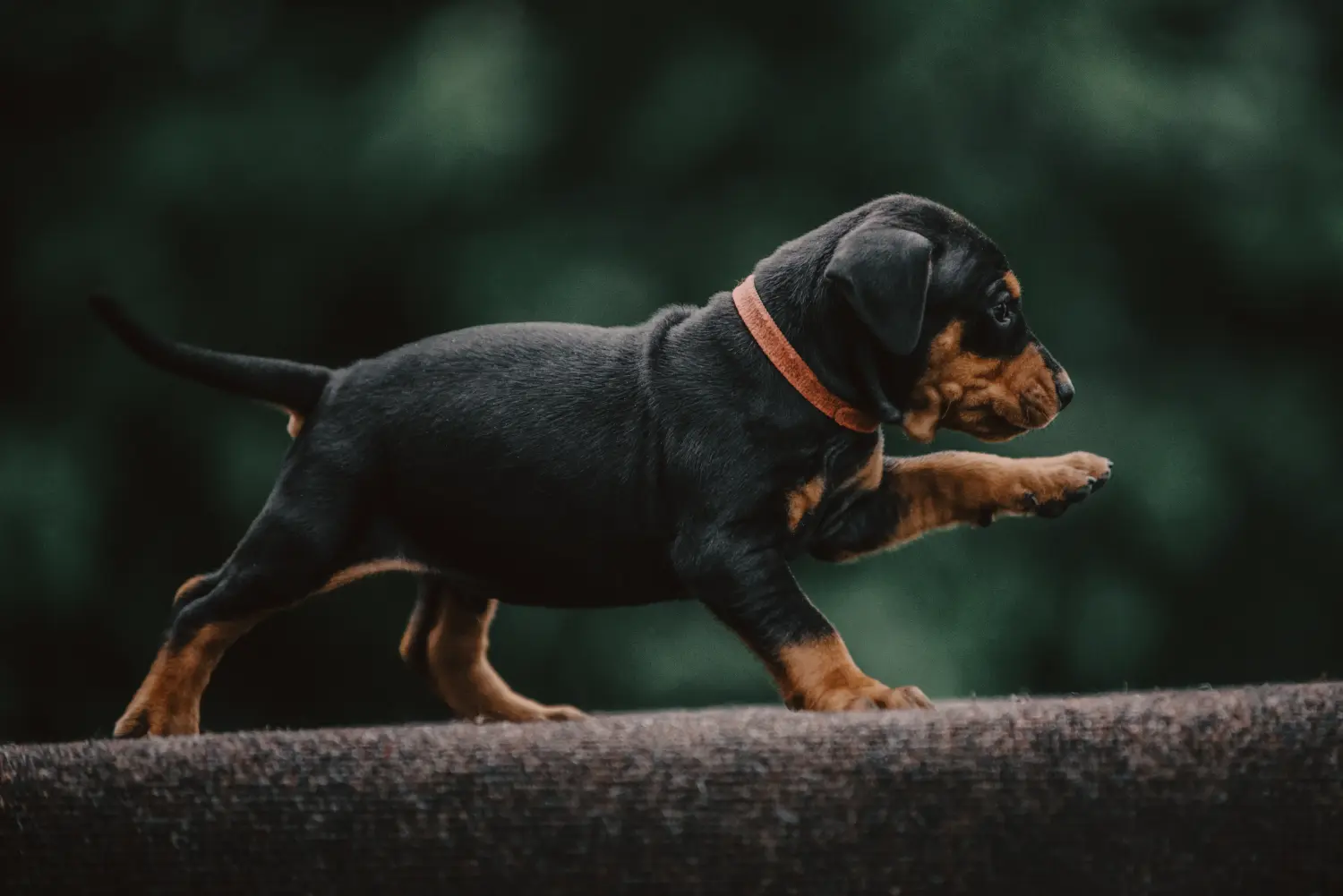 Acheter un chiot Pinscher allemand, c'est prendre ses responsabilités ! Acheter un chiot Pinscher allemand.