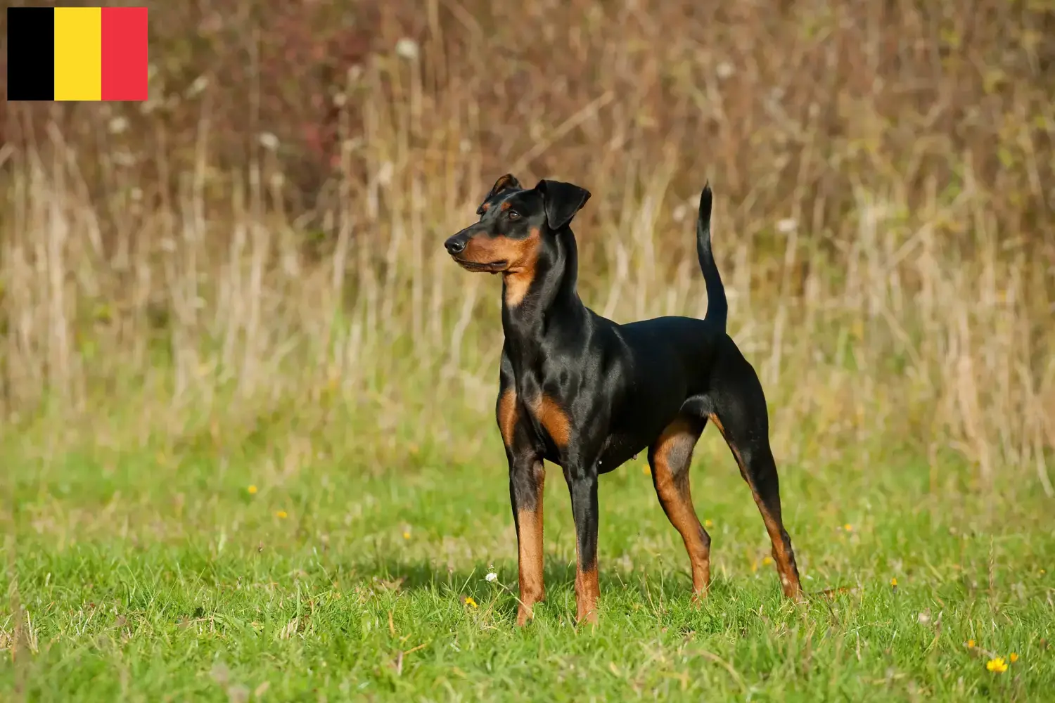 Pinscher allemand chiots et éleveurs Belgique Ici, tu trouveras des éleveurs de Pinscher allemands en Belgique.