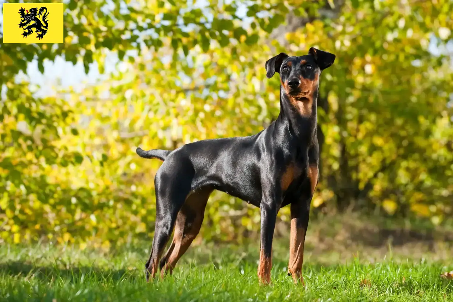 Pinscher allemand chiots et éleveurs Flandre Ici, tu trouveras des éleveurs de Pinscher allemands en Flandre.