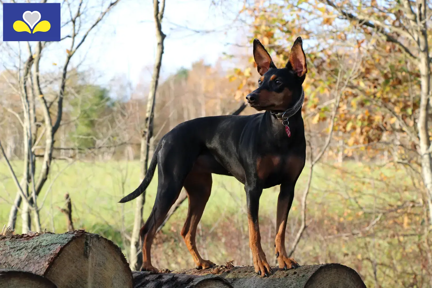 Pinscher allemand chiots et éleveurs Région de Bruxelles-Capitale Ici, tu trouveras des éleveurs de Pinscher allemands en Région de Bruxelles-Capitale.