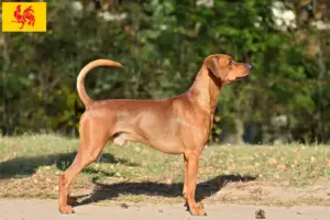Lire la suite à propos de l’article Éleveurs de Pinscher allemands et chiots en Région wallonne