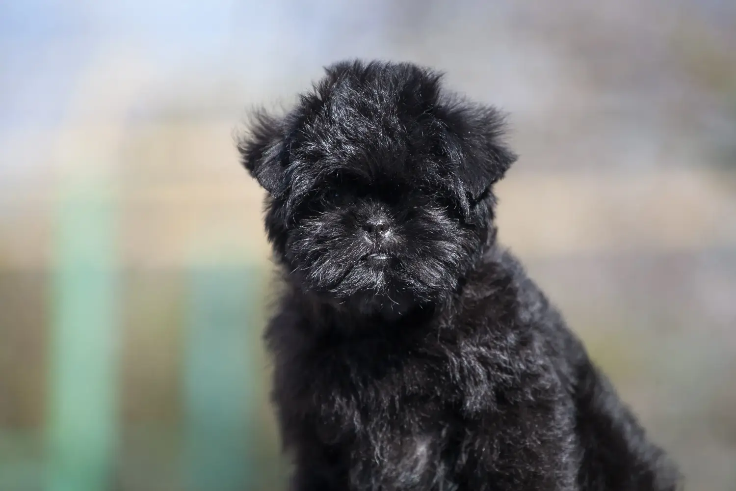 Acheter un chiot Affenpinscher, c'est prendre ses responsabilités ! Acheter des chiots Pinscher.