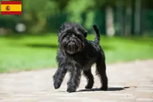 Lire la suite à propos de l’article Éleveurs de Pinscher et chiots en Espagne