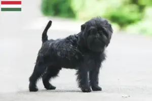 Lire la suite à propos de l’article Éleveurs de Pinscher et chiots en Hongrie