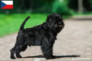 Lire la suite à propos de l’article Éleveurs de Pinscher et chiots en République tchèque