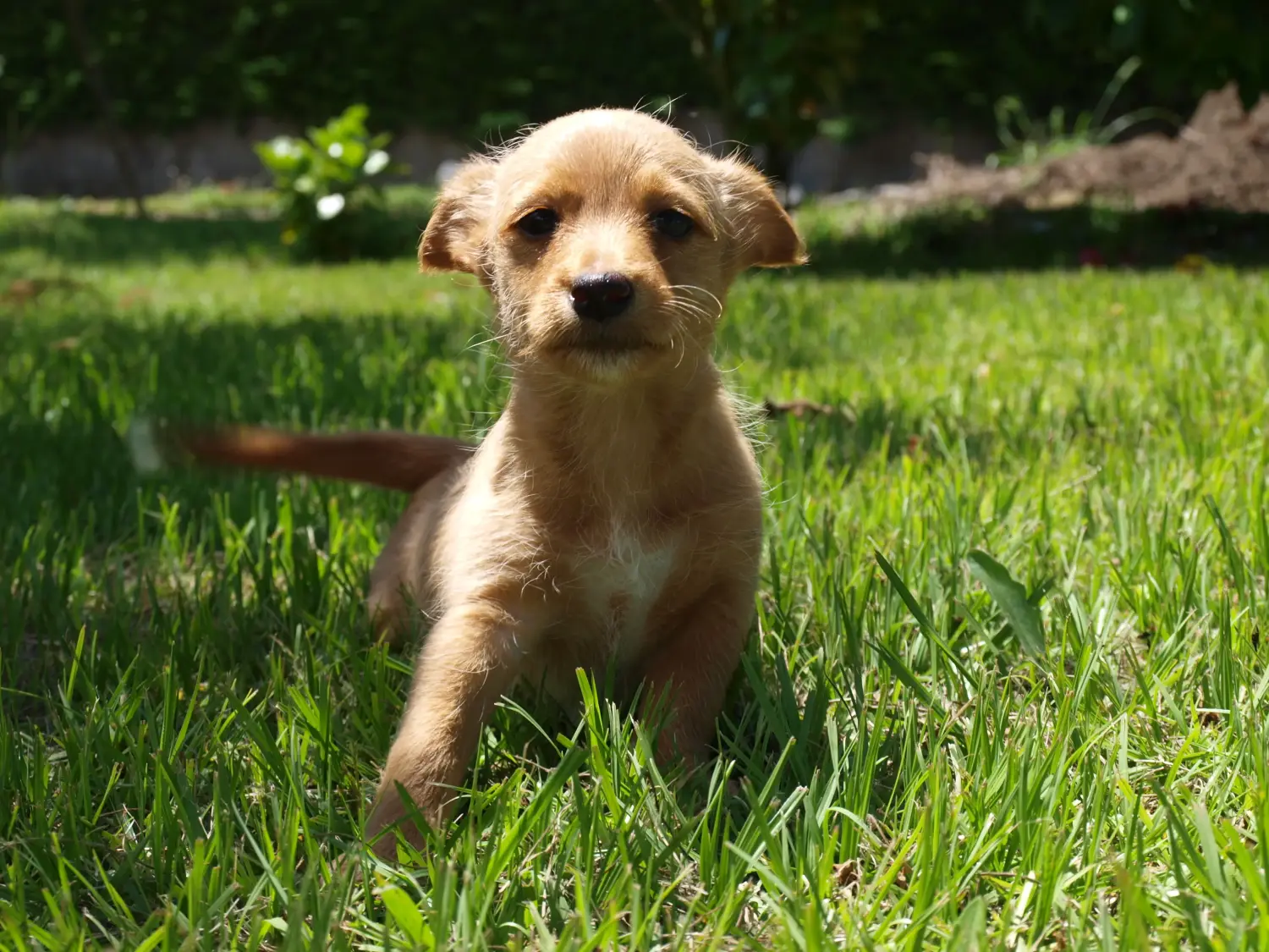 Acheter un chiot Podenco, c'est prendre des responsabilités ! Acheter des chiots Podenco.