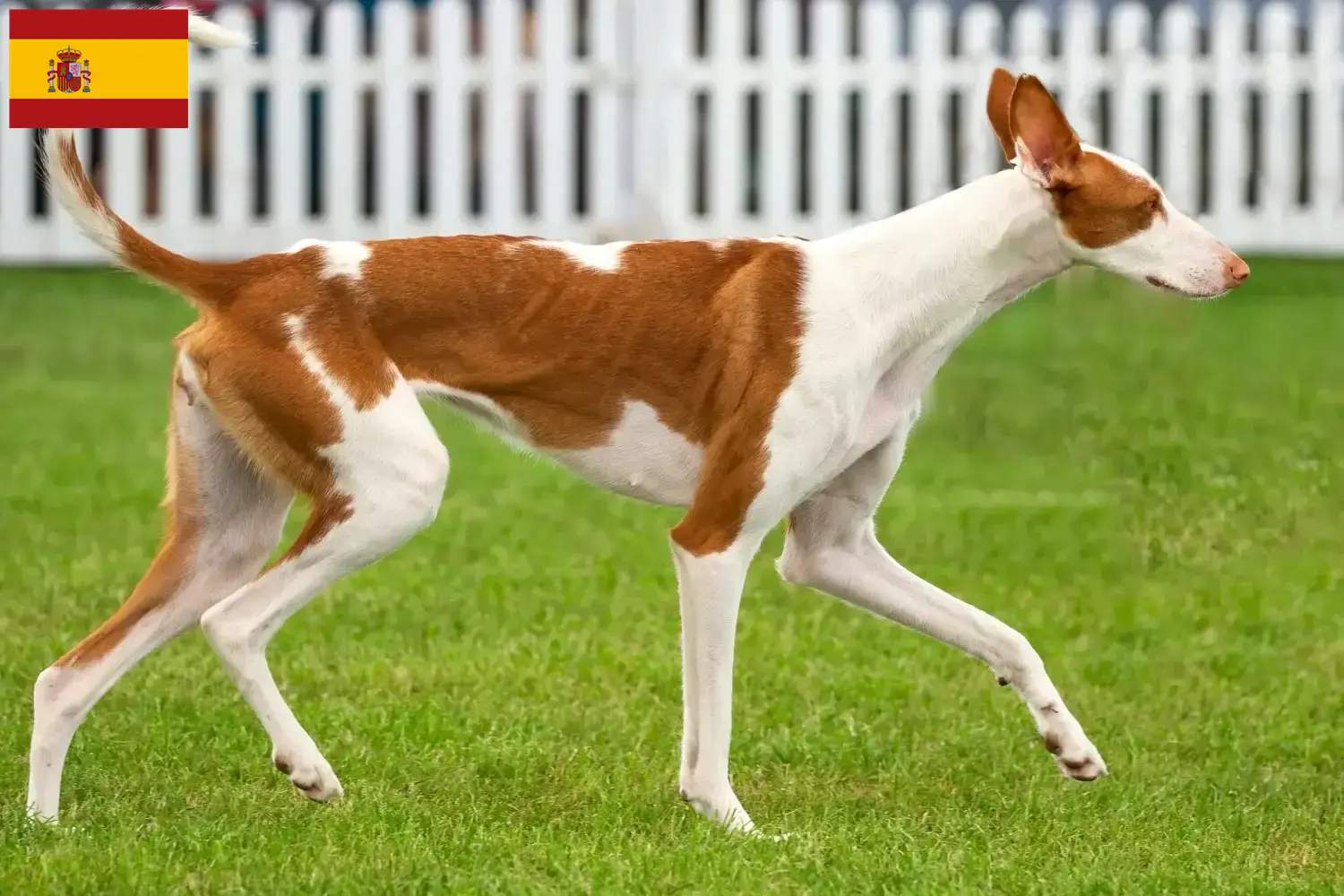 Podenco chiots et éleveurs Espagne Ici, tu trouveras des éleveurs de Podencos en Espagne.