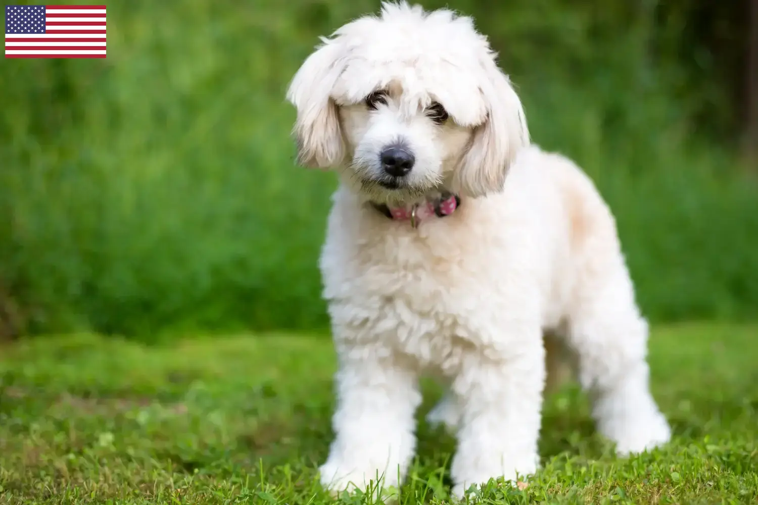 Pomapoo chiots et éleveurs USA Ici, tu trouveras des éleveurs de pomapoos aux États-Unis.