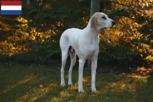 Lire la suite à propos de l’article Éleveurs de Porcelaine et chiots aux Pays-Bas