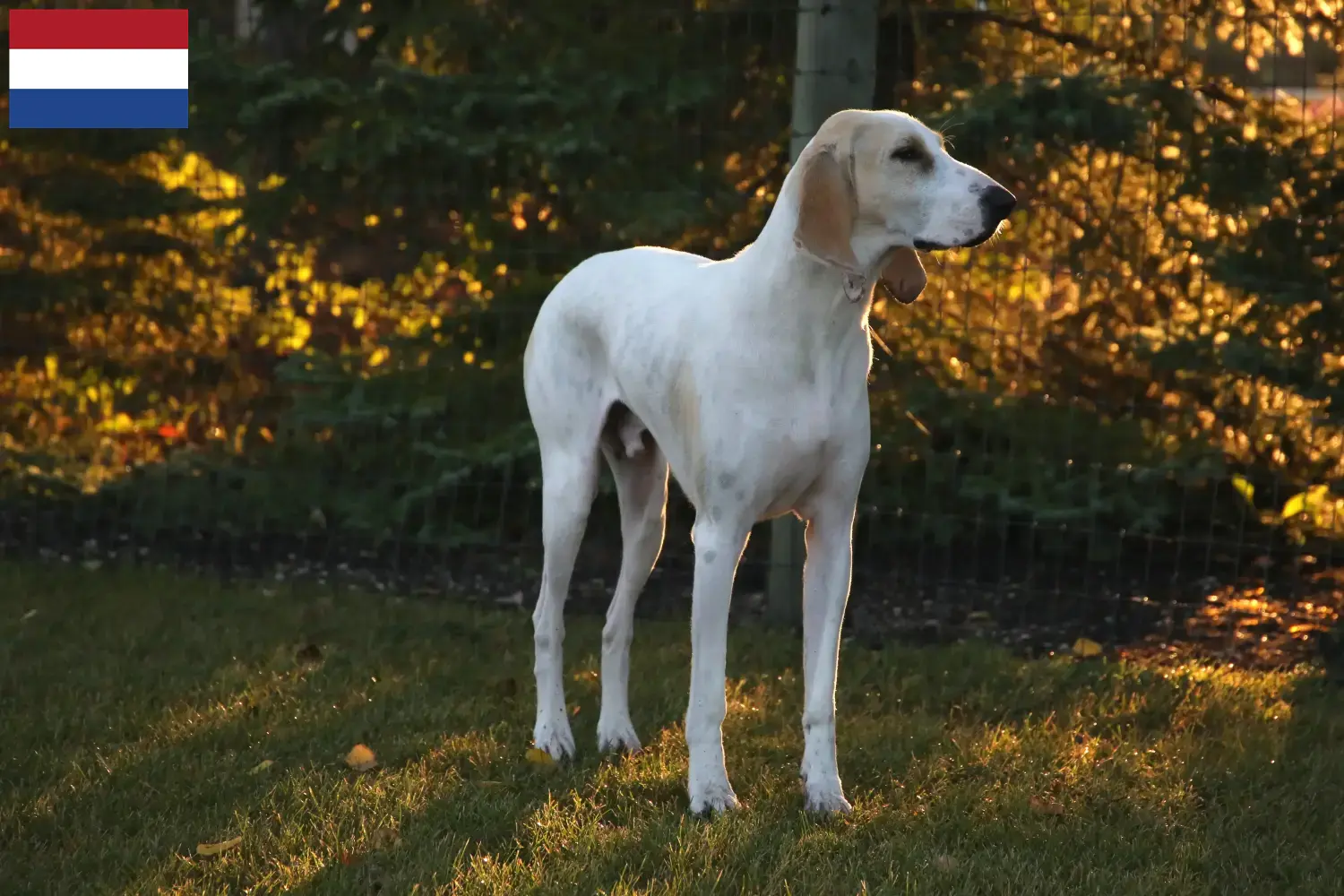 Porcelaine chiots et éleveurs Pays-Bas Ici, tu trouveras les éleveurs de Porcelaines aux Pays-Bas.