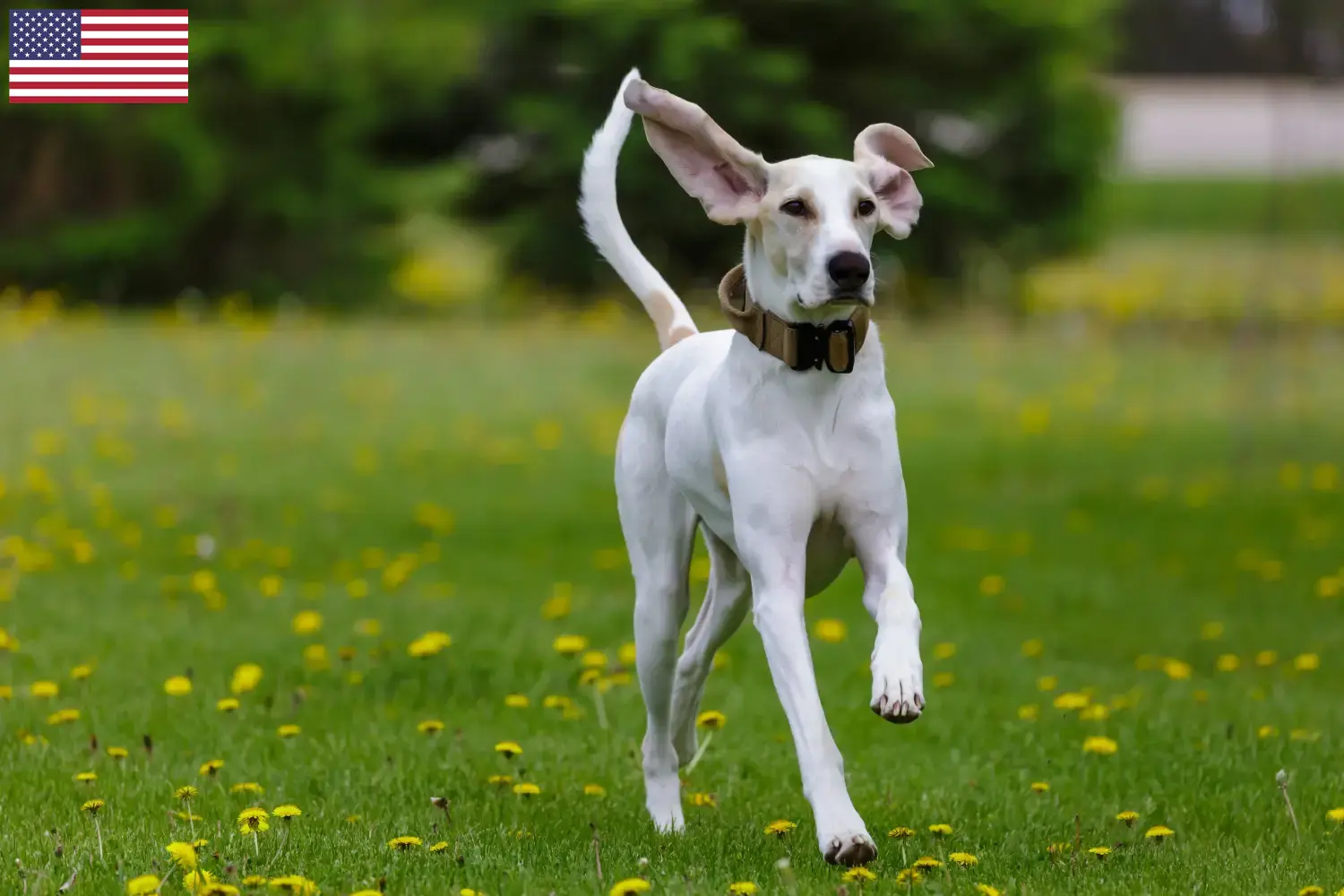 Chiots et éleveurs de Porcelaine USA Ici, tu trouveras des éleveurs de Porcelaines aux Etats-Unis.