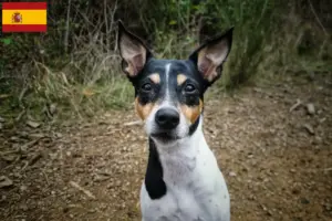 Lire la suite à propos de l’article Ratonero Bodeguero Andaluz Éleveurs et chiots en Espagne