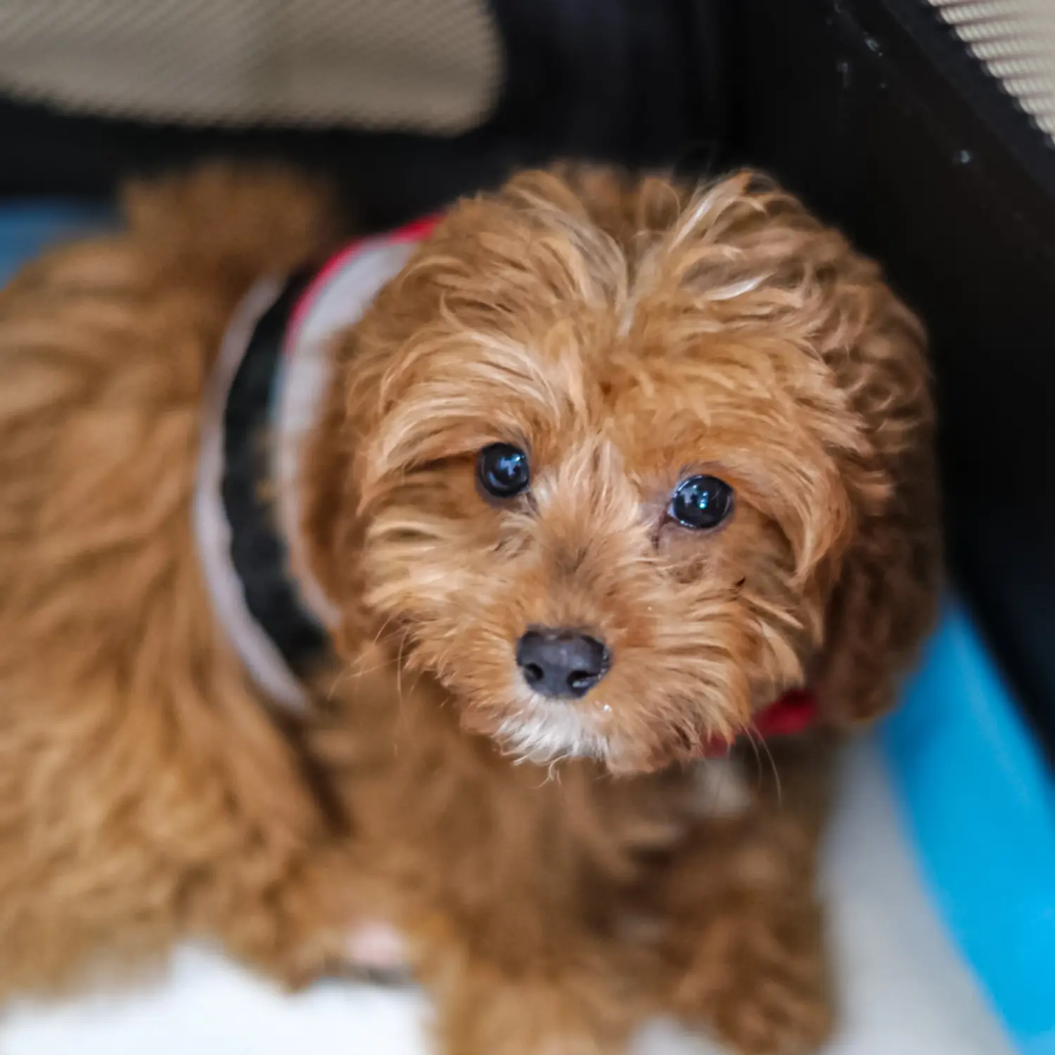 Acheter un chiot Cavoodle, c'est prendre ses responsabilités ! Acheter des chiots Cavoodle.