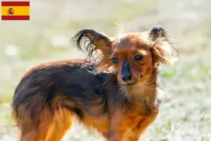 Lire la suite à propos de l’article Russkiy Toy éleveurs et chiots en Espagne