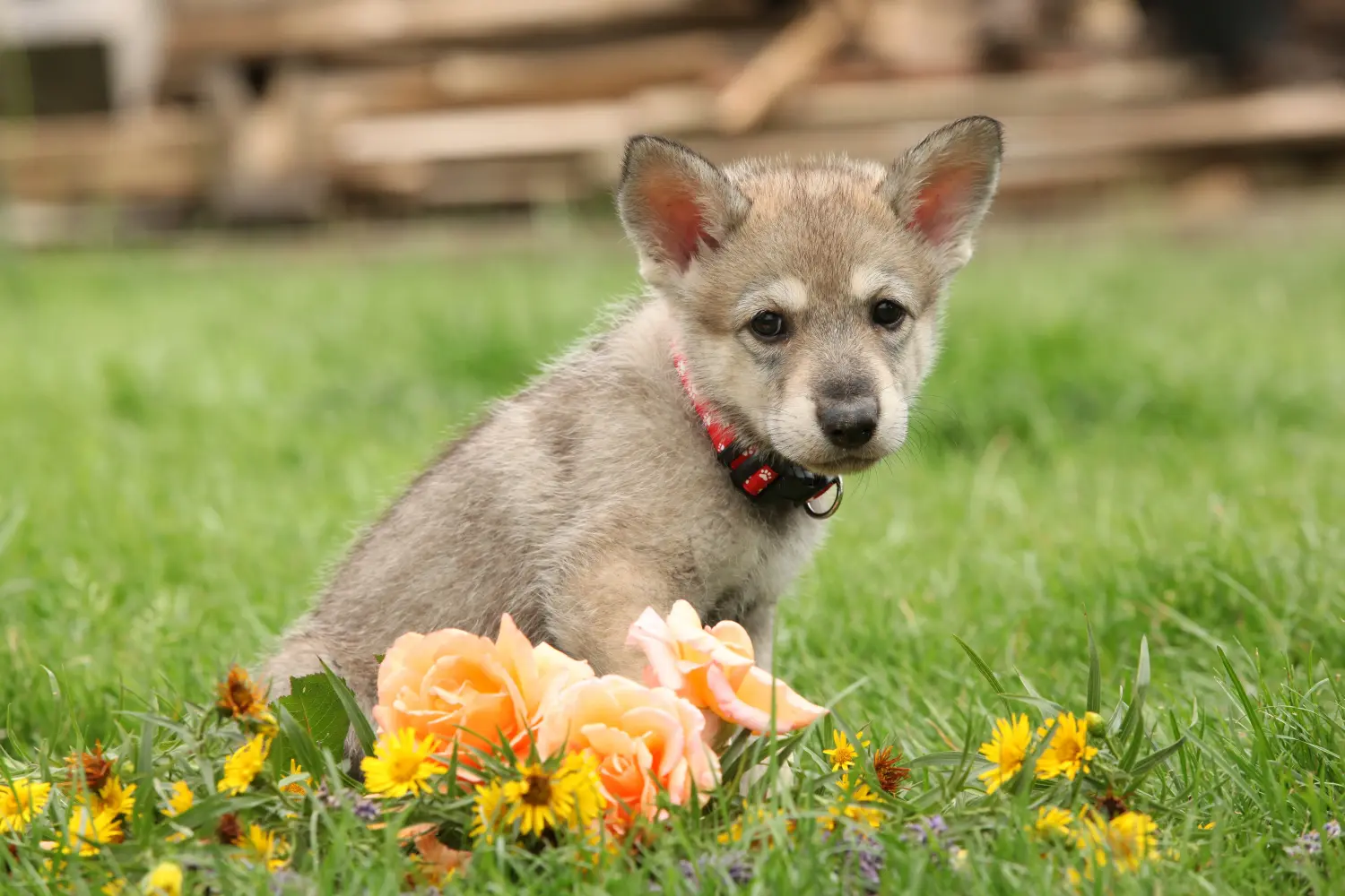 Acheter un chiot chien-loup de Saarloos, c'est prendre ses responsabilités ! Acheter un chiot chien-loup de Saarloos.
