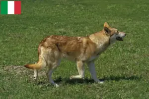Lire la suite à propos de l’article Éleveurs de chiens-loups de Saarloos et chiots en Italie