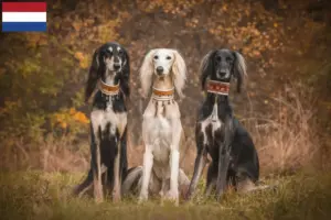 Lire la suite à propos de l’article Éleveurs de saluki et chiots aux Pays-Bas