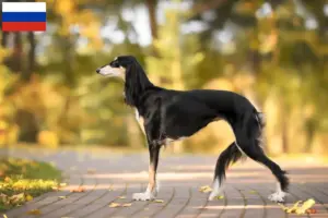 Lire la suite à propos de l’article Éleveurs de Saluki et chiots en Russie