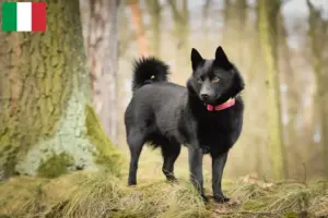 Lire la suite à propos de l’article Éleveurs de Schipperke et chiots en Italie
