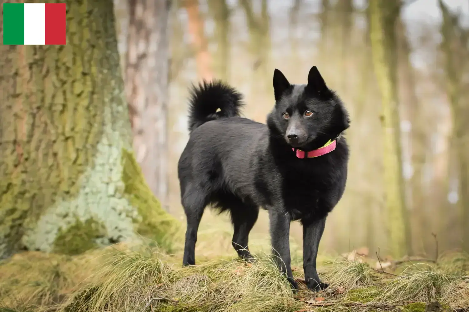 Schipperke chiots et éleveurs Italie Ici, tu trouveras les éleveurs de Schipperkes en Italie.