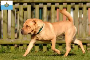 Lire la suite à propos de l’article Éleveurs de Shar Pei et chiots à San Marino