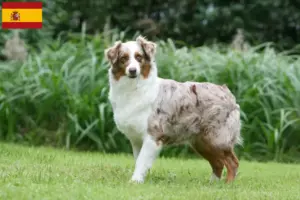 Lire la suite à propos de l’article Éleveurs de bergers australiens et chiots en Espagne