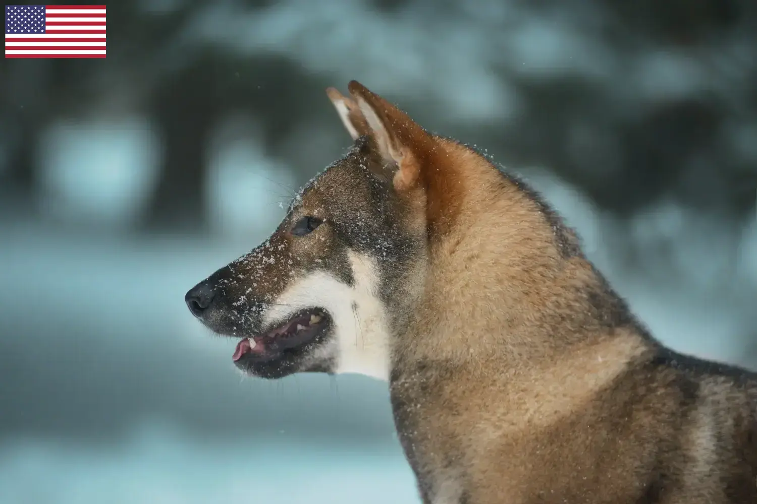 Shikoku chiots et éleveurs USA Ici, tu trouveras des éleveurs de shikoku aux Etats-Unis.