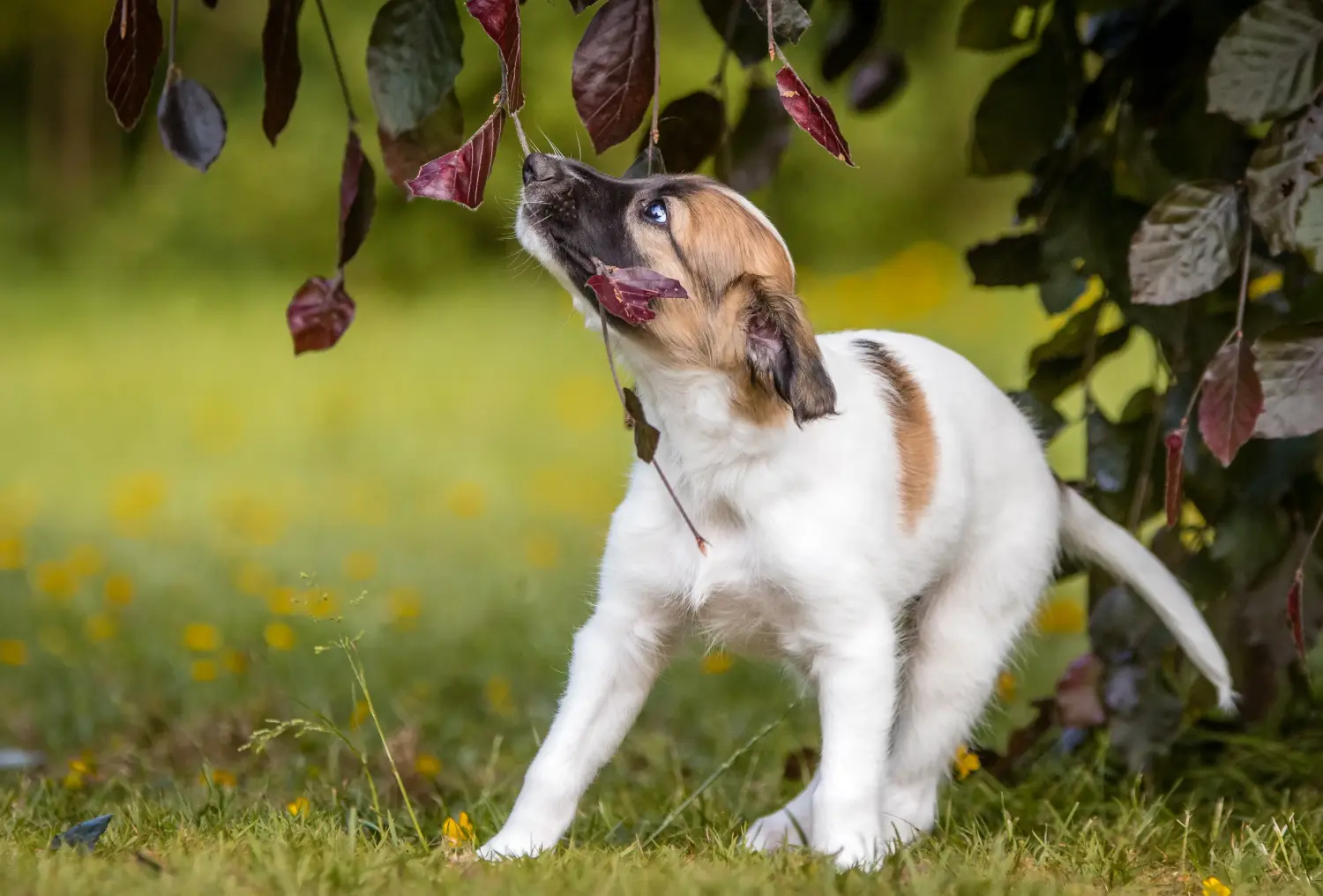 Acheter un chiot Silken Windsprite, c'est prendre ses responsabilités ! Acheter des chiots Silken Windsprite.