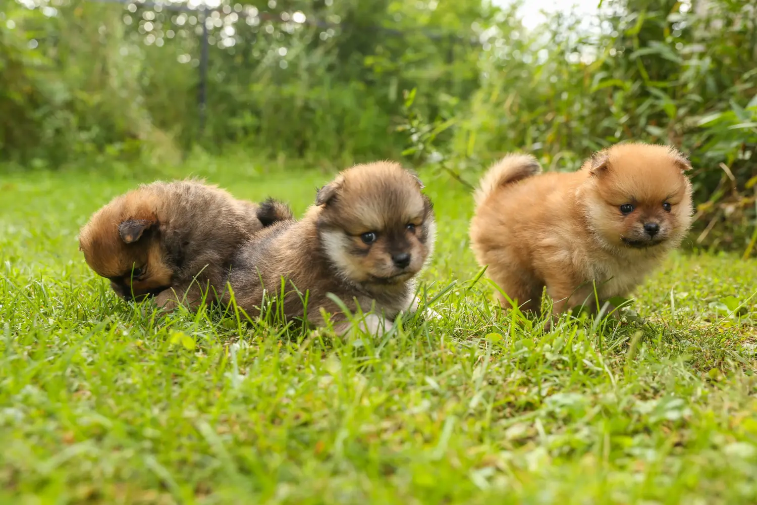 Acheter un chiot Spitz, c'est prendre des responsabilités ! Acheter des chiots Spitz.