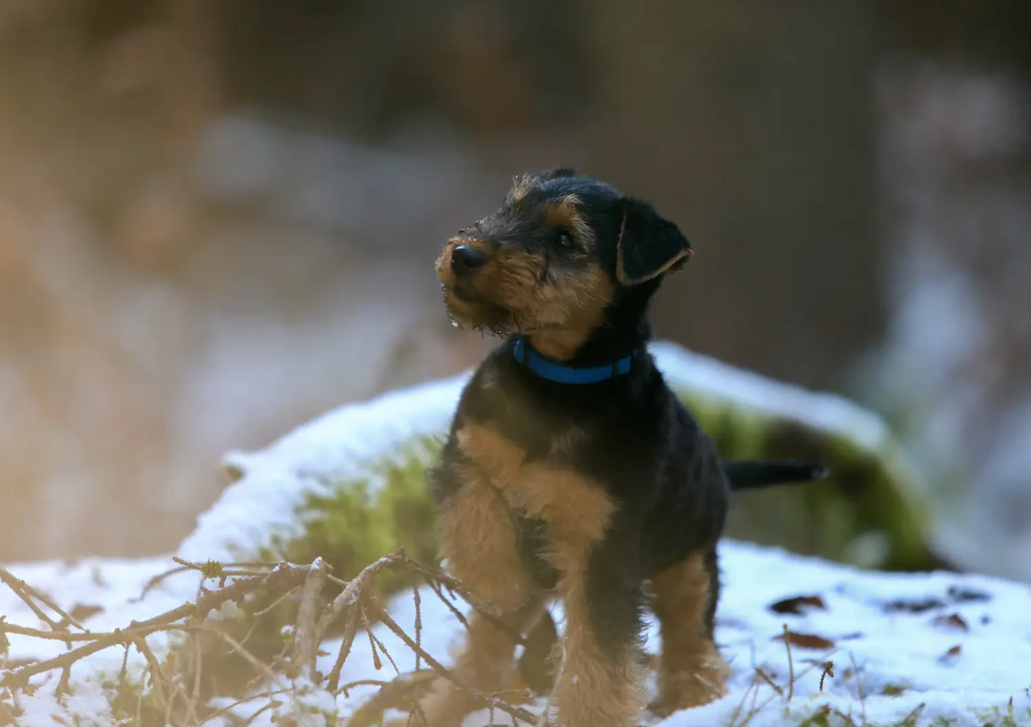 Acheter un chiot Welsh Terrier, c'est prendre ses responsabilités ! Acheter un chiot Welsh Terrier.