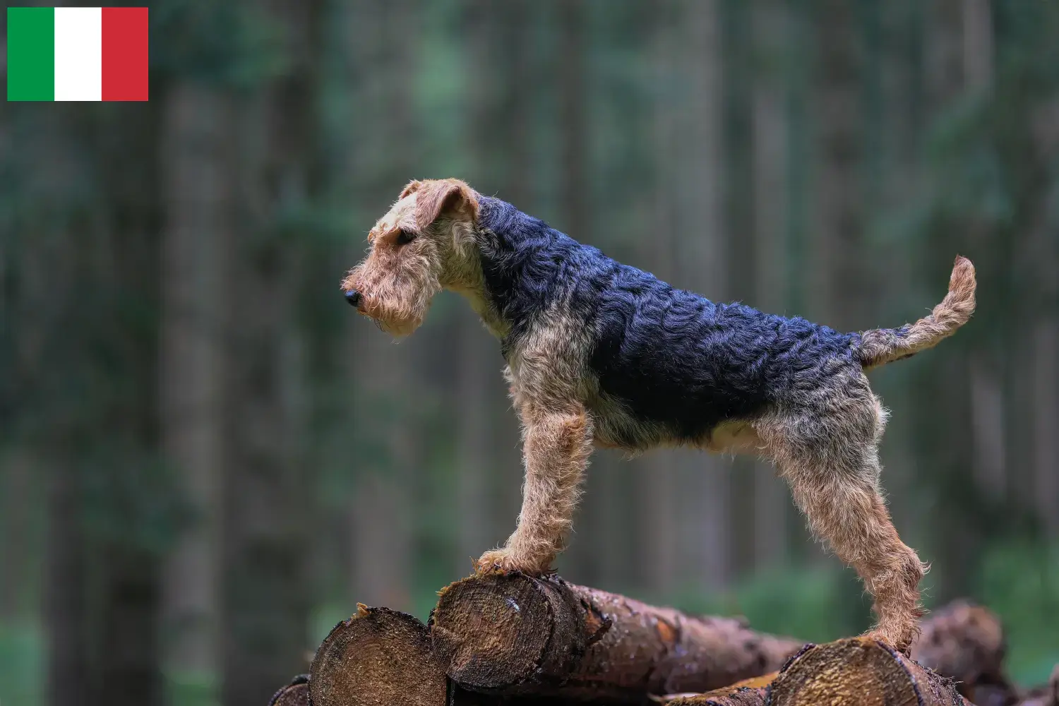 Welsh Terrier chiots et éleveurs Italie Ici, tu trouveras des éleveurs de Welsh Terriers en Italie.