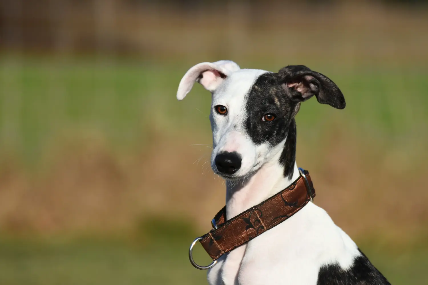 Acheter un chiot whippet, c'est prendre des responsabilités ! Acheter des chiots whippets.