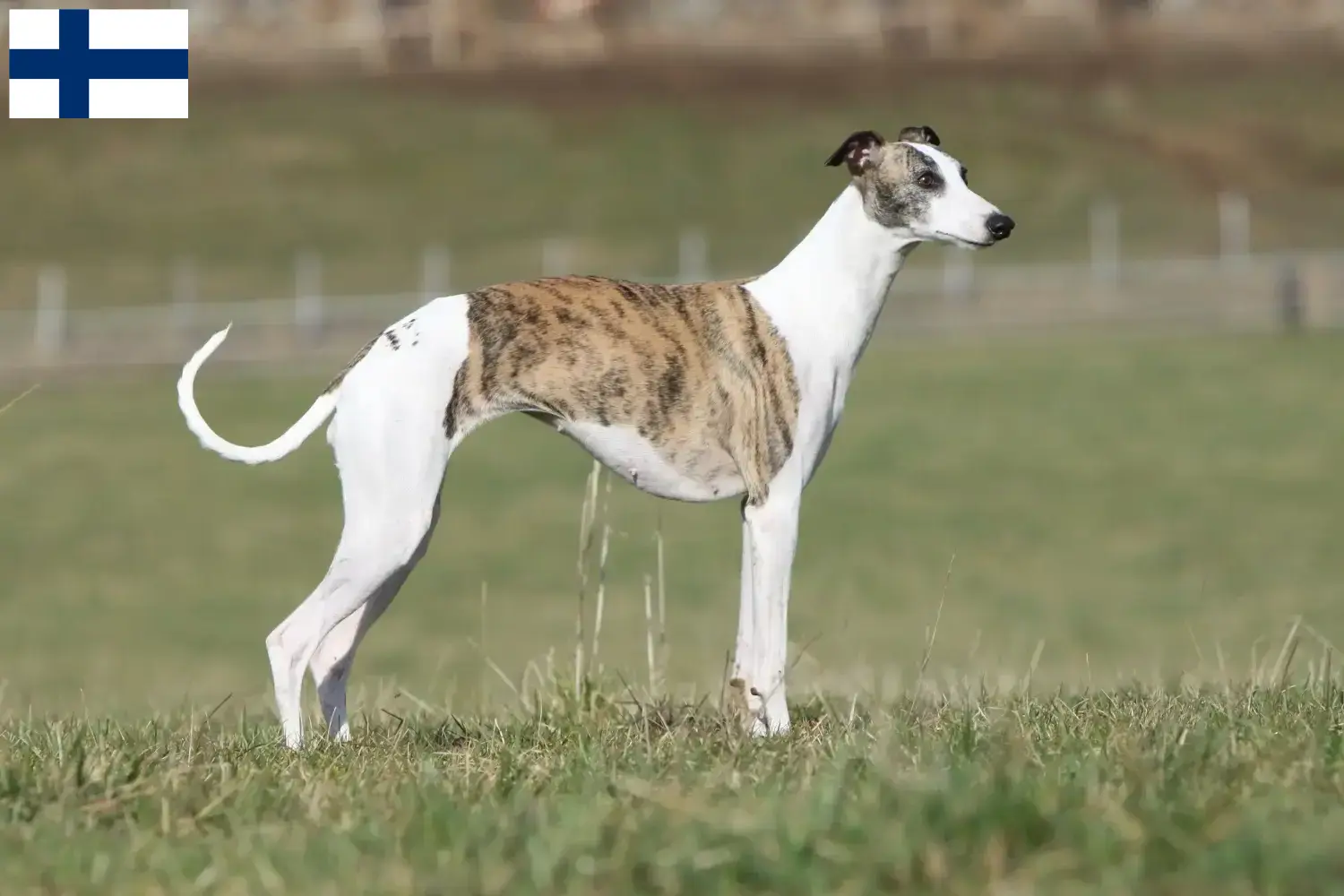 Whippet chiots et éleveurs Finlande Vous trouverez ici les éleveurs de whippets en Finlande.