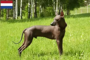 Lire la suite à propos de l’article Xolo éleveurs et chiots aux Pays-Bas