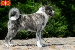 Lire la suite à propos de l’article Éleveurs d’Akita et chiots en Macédoine du Nord