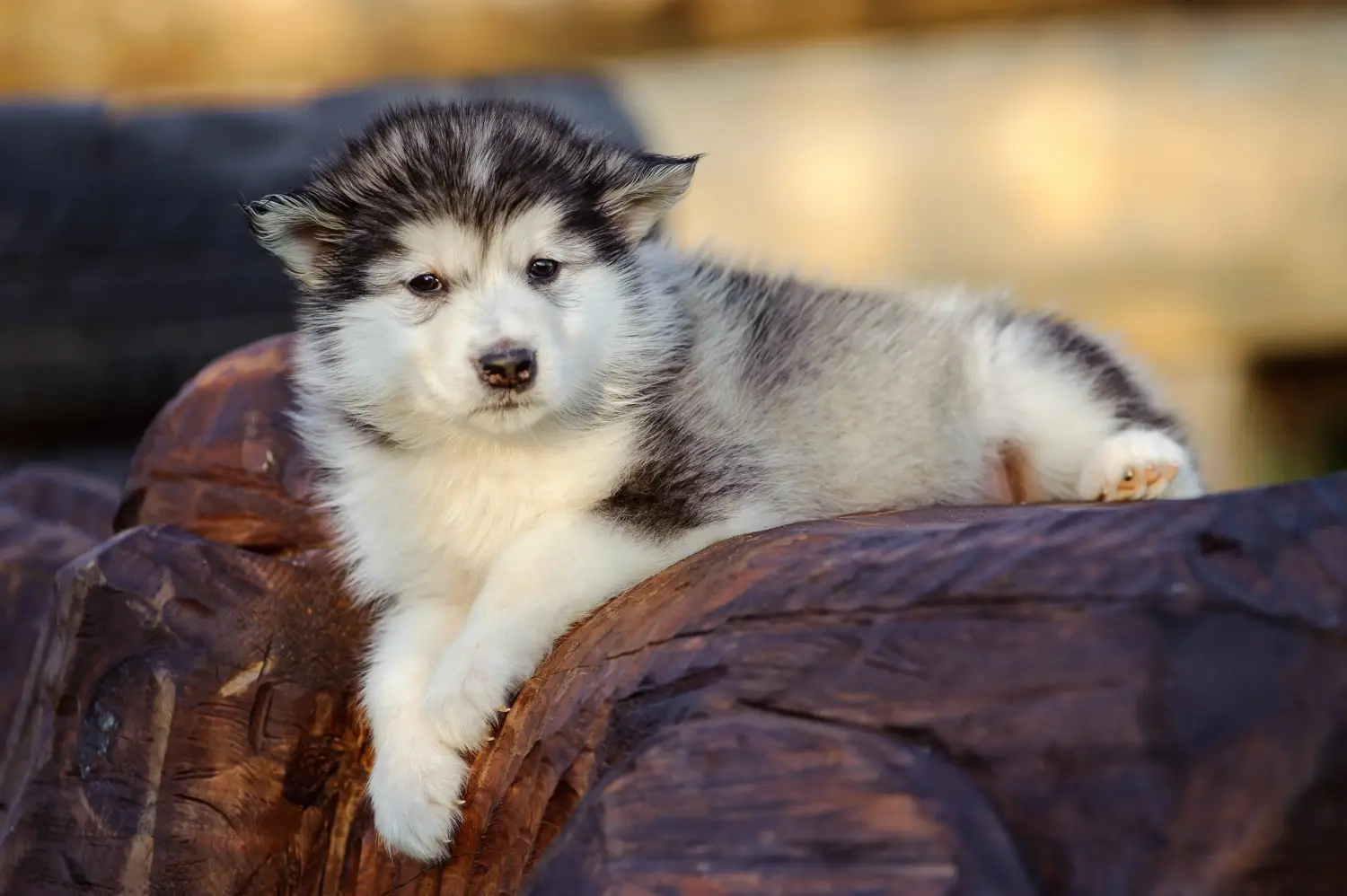 Acheter un chiot Alaskan Malamute, c'est prendre ses responsabilités ! Acheter des chiots Alaskan Malamute.