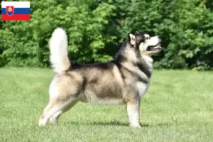Lire la suite à propos de l’article Alaskan Malamute Éleveurs et chiots en Slovaquie