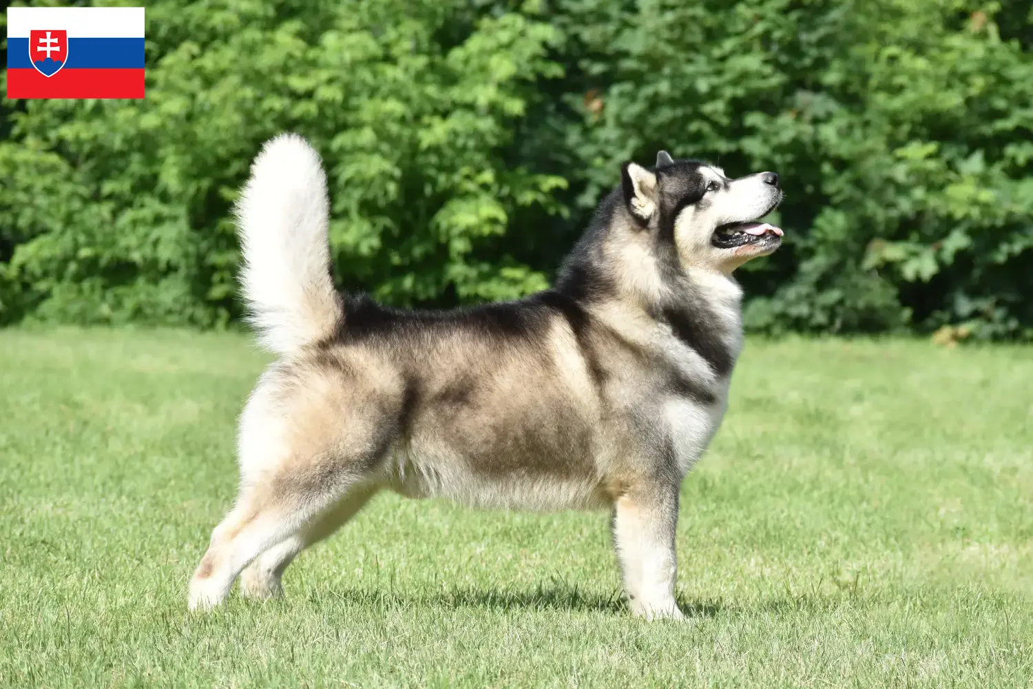 Alaskan Malamute chiots et éleveurs Slovaquie Ici, tu trouveras des éleveurs d'Alaskan Malamutes en Slovaquie.