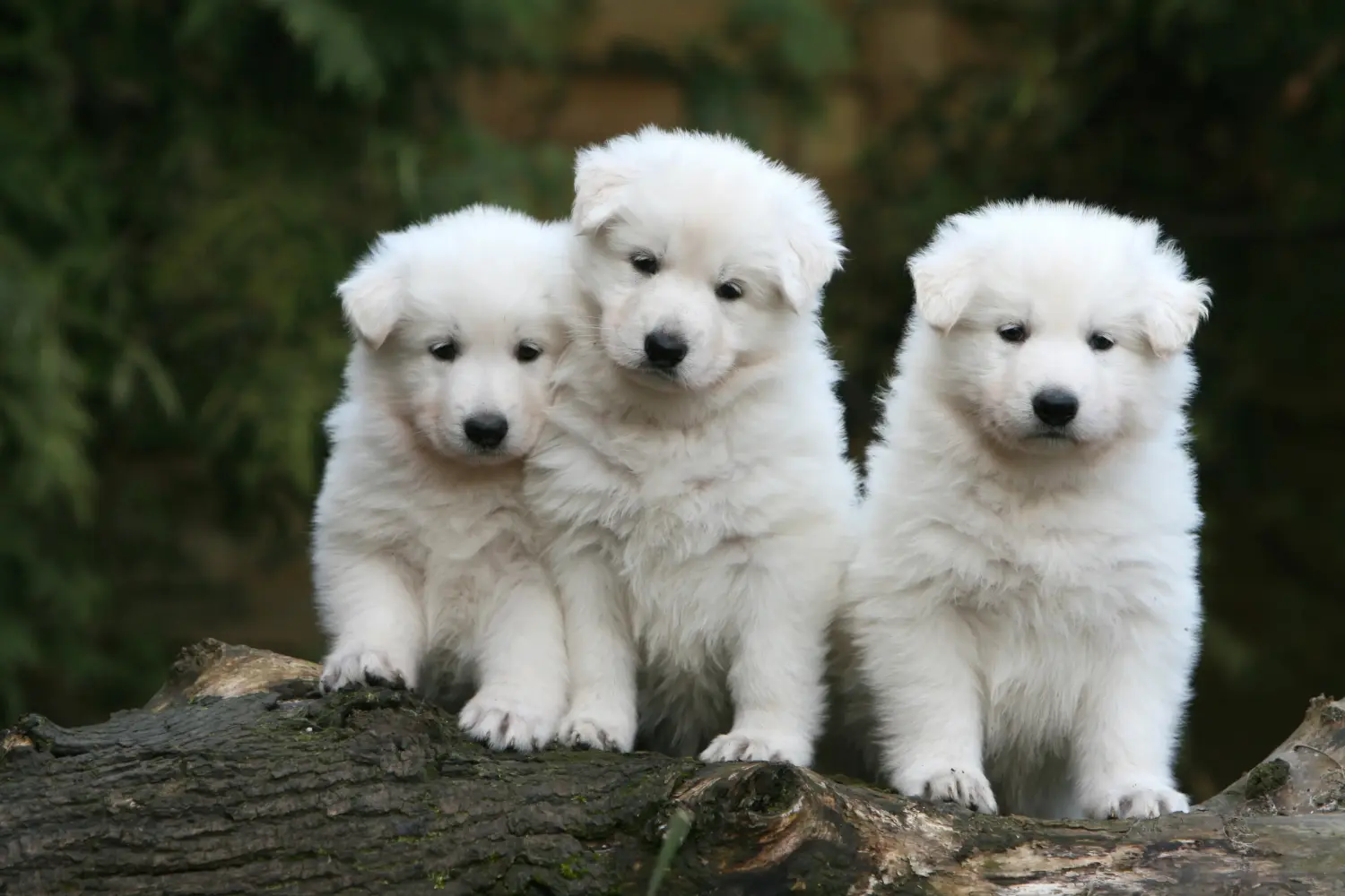 Acheter un chiot Berger Blanc Suisse, c'est prendre ses responsabilités ! Acheter un chiot berger blanc suisse.