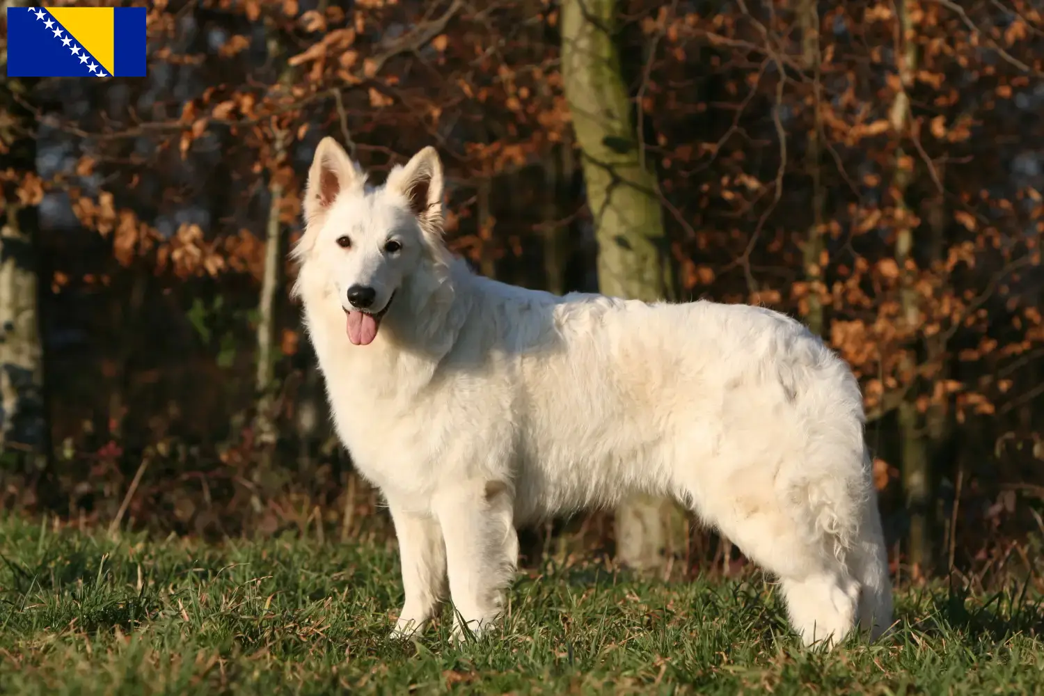 Berger blanc suisse chiots et éleveurs Bosnie-Herzégovine Ici, tu trouveras des éleveurs de Bergers Blancs Suisses en Bosnie-Herzégovine.