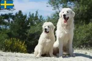 Lire la suite à propos de l’article Éleveurs de chiens de berger des Tatras et chiots en Suède
